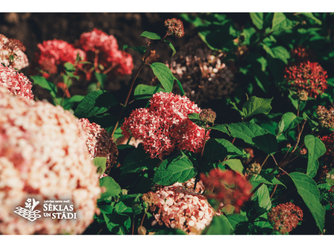 Hydrangea arborescens   'Pink Annabelle'